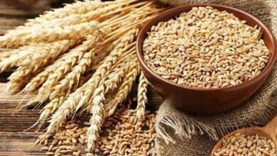 بلوچستان میں گندم کا شدید بحران | محکمہ خوراک کا ذخیرہ ختم