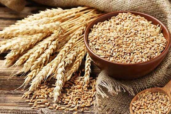 بلوچستان میں گندم کا شدید بحران | محکمہ خوراک کا ذخیرہ ختم