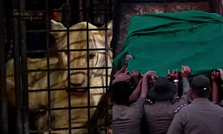 سیلاب میں پھنسے 6 شیروں کو وائلڈ لائف رینجرز نے کامیاب آپریشن کے بعد ریسکیو کرلیا