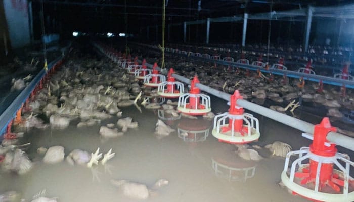 50 ہزار مرغیاں ہلاک